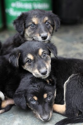 Help Street Dogs in Dharamsala and Save Lives!