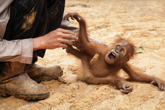 Orangutan Rescue: On the frontline in Sumatra