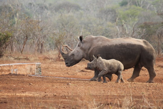  Protect the threatened White Rhino in South Africa