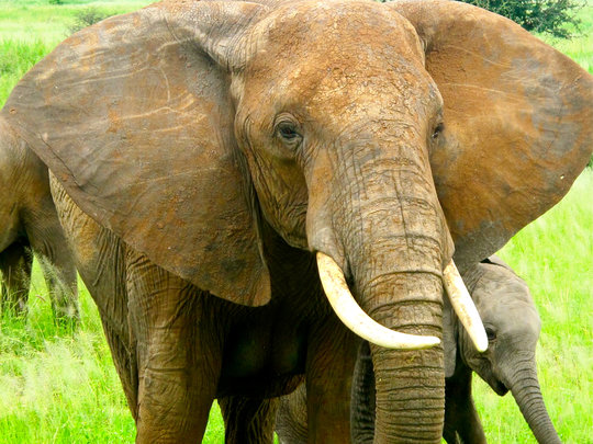 Save Elephants & End Poaching in Tanzania