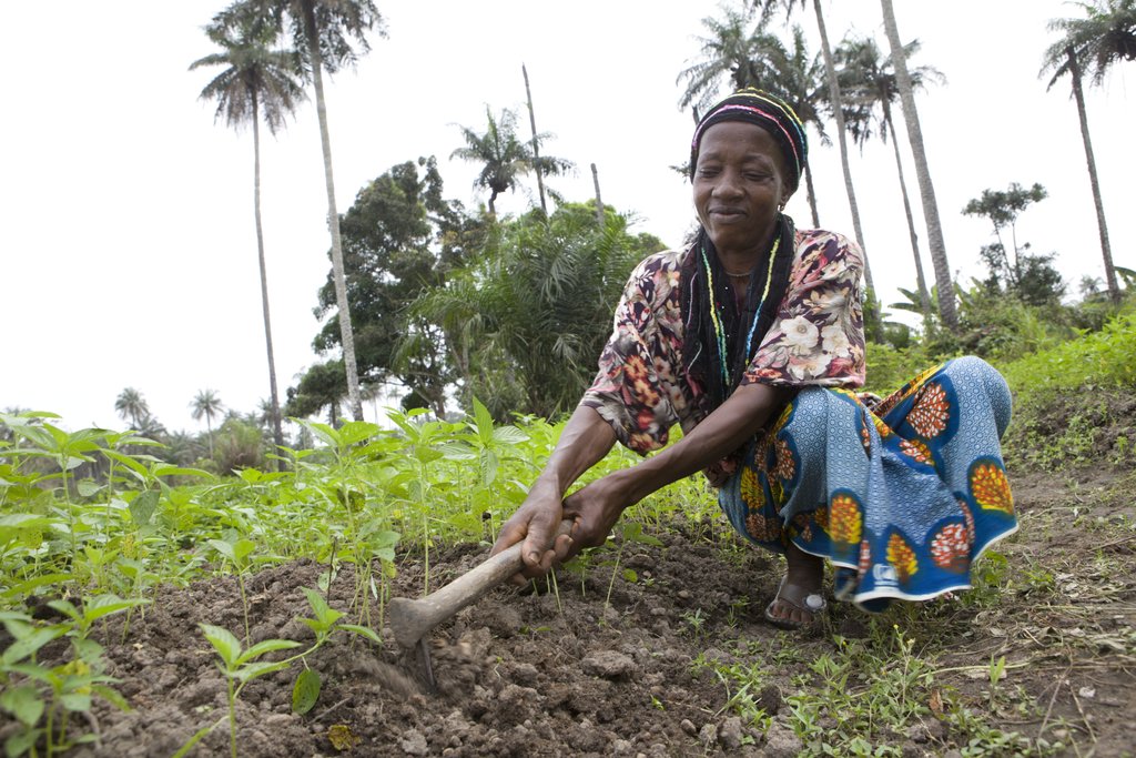Support Family Farming In Liberia And Sierra Leone
