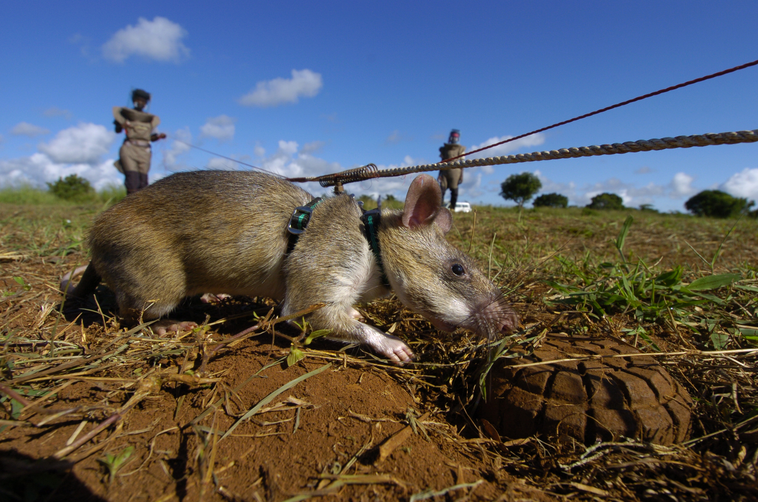 ¿Puede un grupo de ratas entrenadas salvar miles de vidas al año? 