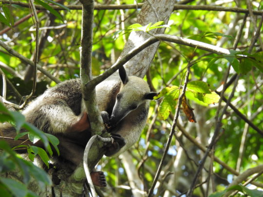  Sloth Sanctuary Suriname sequel: the whole story!