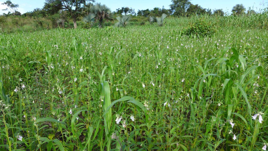 Oromo's sesame field in flower
