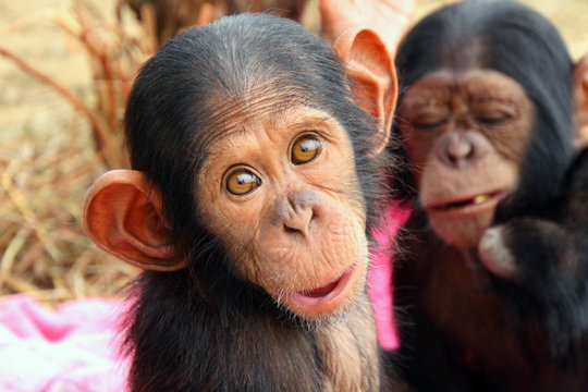  Help Feed over 150 Orphaned Chimpanzees