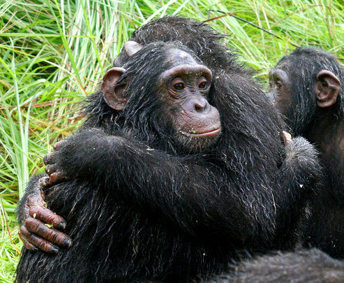  Help Feed over 150 Orphaned Chimpanzees
