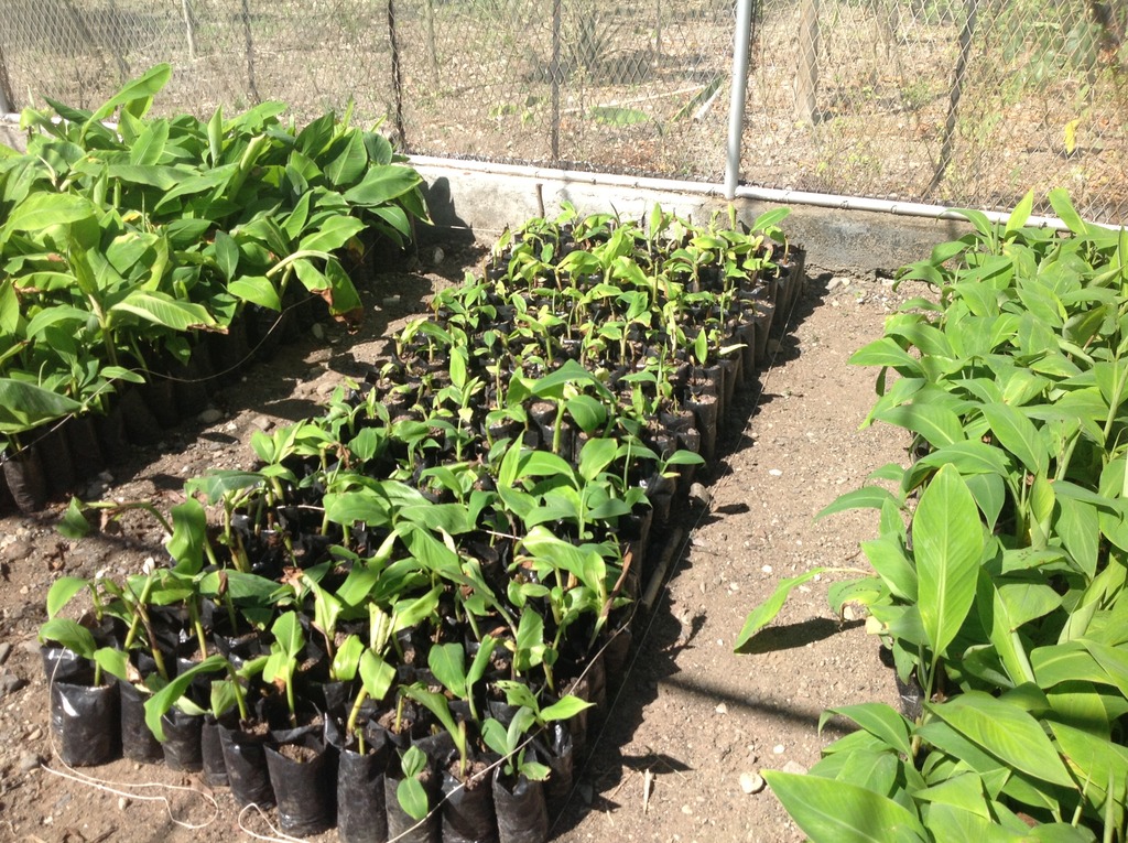 Expanding plantain production