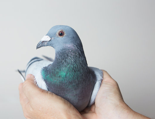  Save Domestic Pigeons and Doves From Euthanasia
